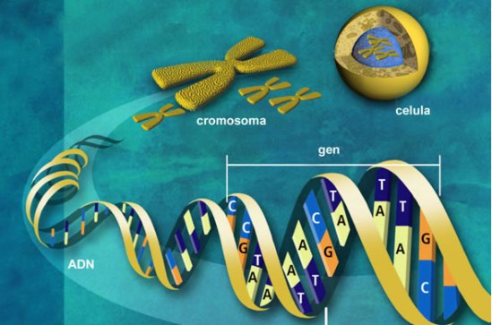 celula y genoma