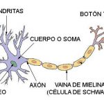 Tipos de células del sistema nervioso