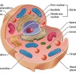 Qué es una célula y cuáles son sus partes