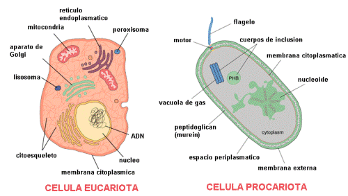 eucariotas y procariotas